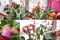 Collage from different pictures of care the houseplants