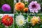 Collage from different pictures of flowers dahlias