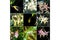 Collage from different rare species of orchids.