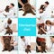 Collage with doctors and pets in clinic