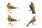 Collage of European robin Erithacus rubecula isolated on a white background