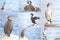 Collage of European shag or common shag Phalacrocorax aristotelis.