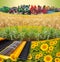 Collage about farm, agriculture, farming. Concept of equipment readiness for agricultural work - for sowing and harvesting wheat