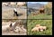 Collage of farm animals