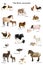 Collage of farm animals in English in front of whi