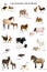 Collage of farm animals in French