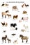 Collage of farm animals in Spanish