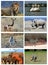 Collage fauna of Kenya