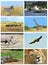 Collage fauna of Kenya