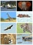 Collage fauna of Kenya