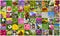 Collage of field and garden blooming flowers