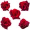 Collage of five dark red roses