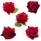 Collage of five dark red roses