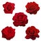 Collage of five dark red roses