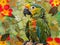 collage of flowers and leaves and retro style parrots for striking image , parrot in the foreground, use of different materials