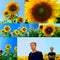 Collage of flowers of sunflower and young man in the field