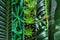 Collage in the form of vertical stripes showing the texture of green leaves