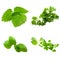 Collage of four herbs