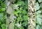Collage of fragrant herbs