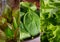 Collage of fresh, raw greenery and herbs. Lettuce and spinach for healthy vegan food