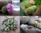 Collage of fruit plants.