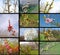 Collage with fruit trees