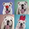 Collage of a funny English bulldog puppy portraits with various background colors