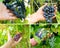Collage grapes. Clusters of ripening grapes. Grape plantation. Farmers harvesting grape. Wine making concept.