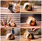 Collage Of A Guinea Pig