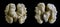 Collage of halves of walnut kernel on black background. One-click selection concept