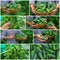 Collage of harvest garden cucumbers. Selective focus.