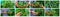 Collage of harvest garden cucumbers. Selective focus.