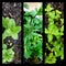 Collage of herbal plants in garden