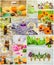 Collage of herbs and essential oil.