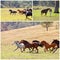 Collage Of A Herd Of Wild Horses Racing Across Country
