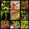 Collage of hot peppers. Advertising chili sale. Different kinds of chili.