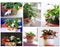 Collage of images of buds and flowers of Schlumbergera red and white flowers