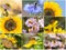 A collage of images of insects. Close-up bees, spiders, hoverflies and butterfly.