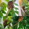 Collage of images Tarsier Bohol, Philippines, closeup portrait, sits on a tree in the jungle.