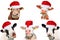 Collage of isolated cows, bulls and cattles on white background. New year or christmas animals concept