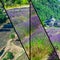 Collage of lavender field in Provence,France