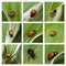 Collage of macro photo of ladybug on the green leaf.