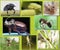 Collage of macro photos of insects