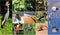 A collage made from Iguazu National park pictures.