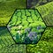 Collage of Malaysia,tea plantation in Cameron highlands