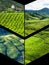 Collage of Malaysia,tea plantation in Cameron highlands