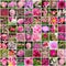 Collage with many images of different pink flowers. Full size