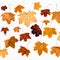collage from maple autumn leaves on white