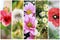 Collage of natural flowers dandelion, chamomile, poppy, hibiscus, chrysanthemum