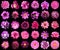 Collage of natural and surreal pink flowers 30 in 1